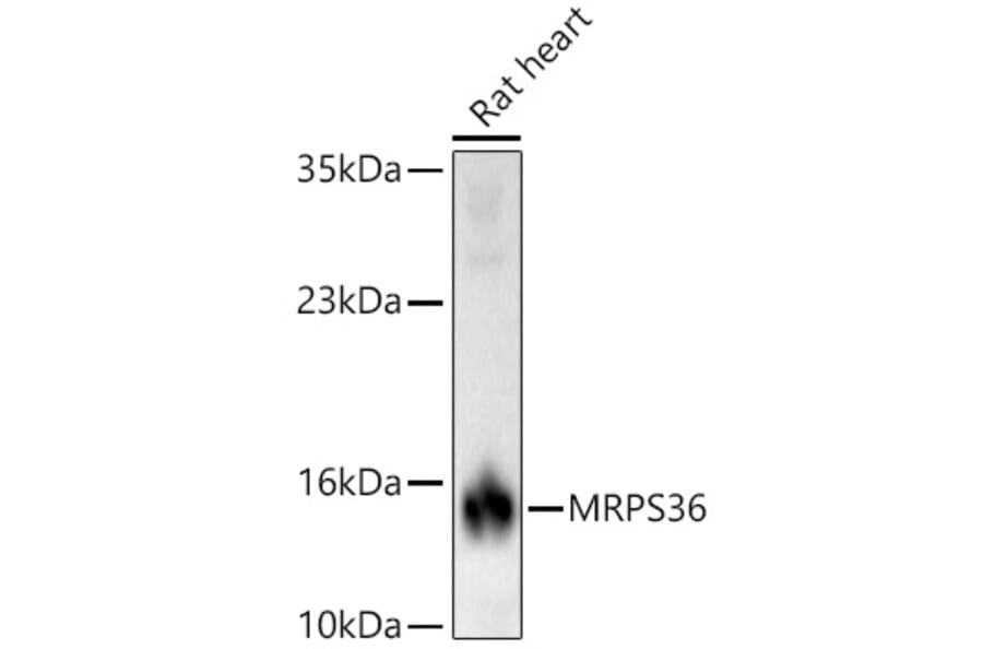 Western Blot - Anti-MRPS36 Antibody (A329646) - Antibodies.com