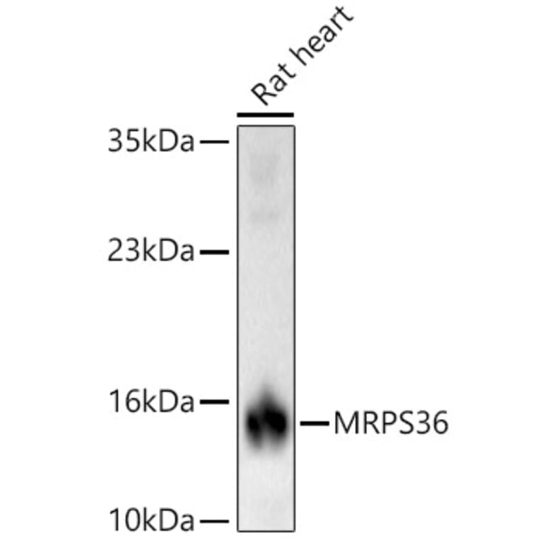 Western Blot - Anti-MRPS36 Antibody (A329646) - Antibodies.com