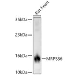 Western Blot - Anti-MRPS36 Antibody (A329646) - Antibodies.com