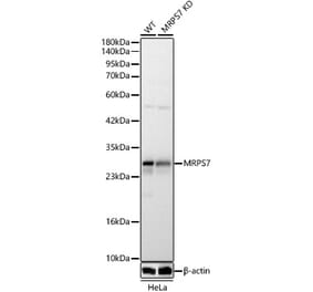 Western Blot - Anti-MRPS7 Antibody (A329647) - Antibodies.com