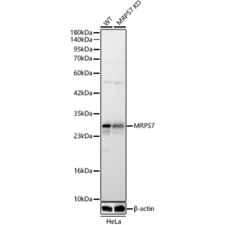 Western Blot - Anti-MRPS7 Antibody (A329647) - Antibodies.com