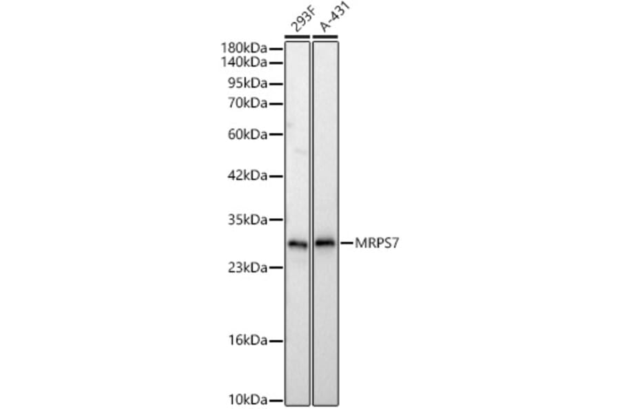 Western Blot - Anti-MRPS7 Antibody (A329647) - Antibodies.com