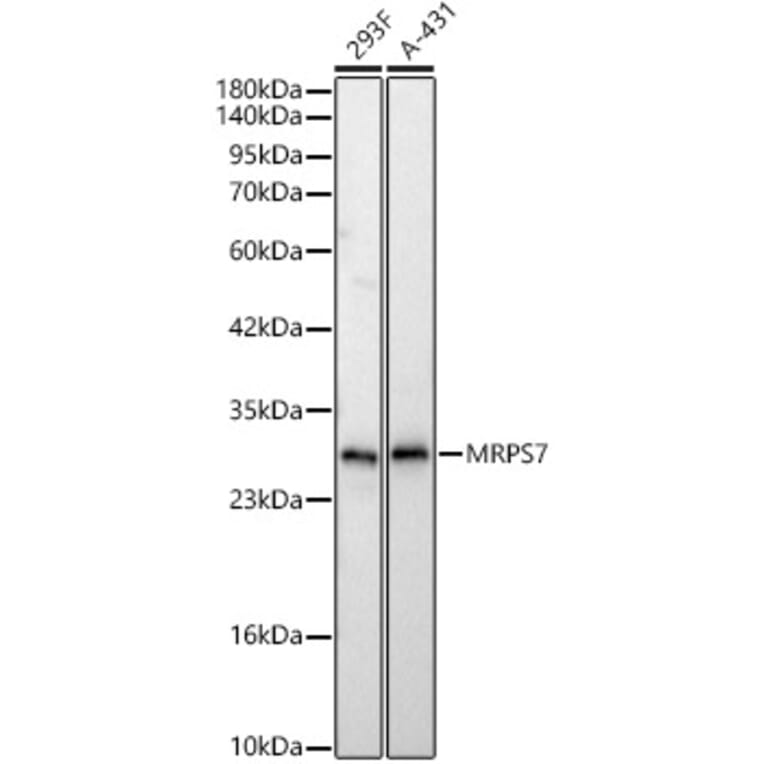 Western Blot - Anti-MRPS7 Antibody (A329647) - Antibodies.com