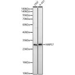 Western Blot - Anti-MRPS7 Antibody (A329647) - Antibodies.com