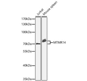 Western Blot - Anti-MTMR14 Antibody (A329650) - Antibodies.com