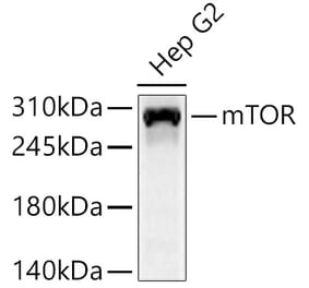 Western Blot - Anti-mTOR Antibody (A329651) - Antibodies.com