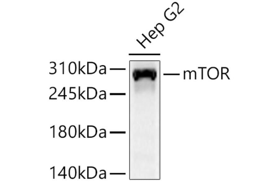 Western Blot - Anti-mTOR Antibody (A329651) - Antibodies.com