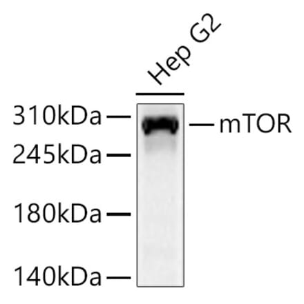 Western Blot - Anti-mTOR Antibody (A329651) - Antibodies.com