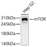 Western Blot - Anti-mTOR Antibody (A329651) - Antibodies.com