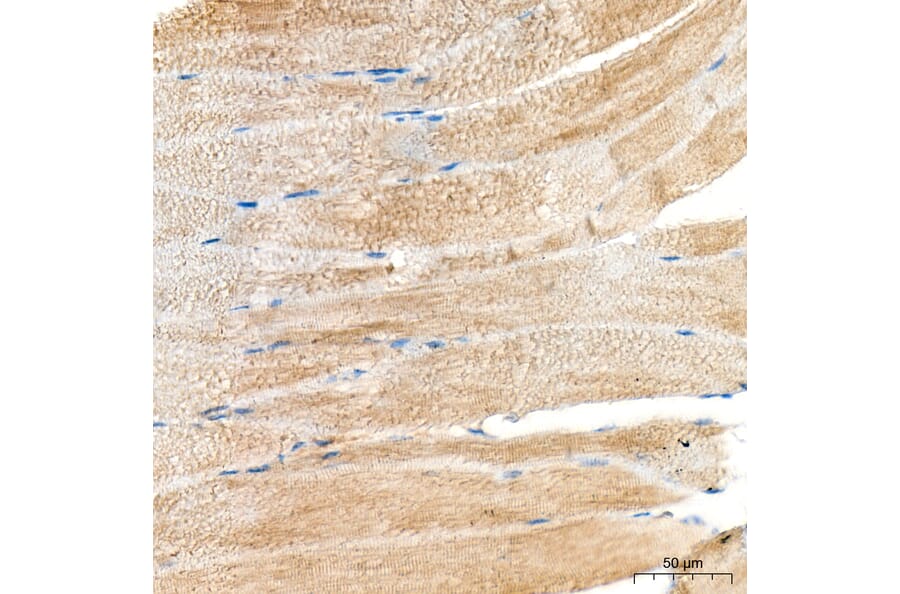 Immunohistochemistry - Anti-MYH6 Antibody (A329655) - Antibodies.com
