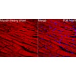 Immunofluorescence - Anti-MYH6 Antibody (A329655) - Antibodies.com