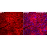 Immunofluorescence - Anti-MYH7 Antibody (A329656) - Antibodies.com