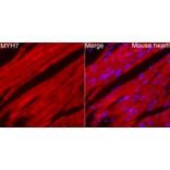 Immunofluorescence - Anti-MYH7 Antibody (A329656) - Antibodies.com