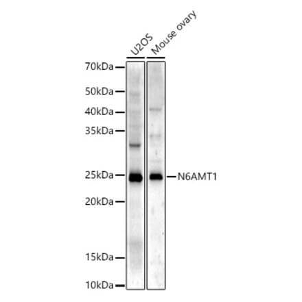 Western Blot - Anti-N6AMT1 Antibody (A329660) - Antibodies.com