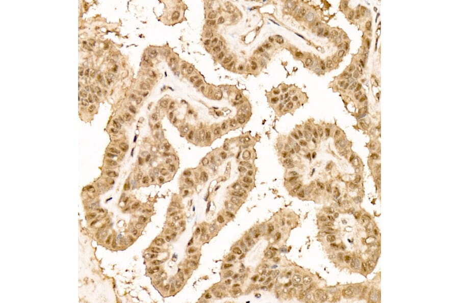 Immunohistochemistry - Anti-N6AMT1 Antibody (A329660) - Antibodies.com