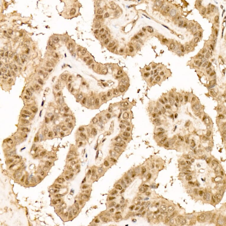 Immunohistochemistry - Anti-N6AMT1 Antibody (A329660) - Antibodies.com