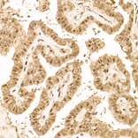 Immunohistochemistry - Anti-N6AMT1 Antibody (A329660) - Antibodies.com