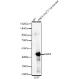 Western Blot - Anti-NAGS Antibody (A329661) - Antibodies.com