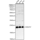 Western Blot - Anti-NDUFS7 Antibody (A329667) - Antibodies.com