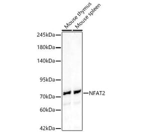 Western Blot - Anti-NFAT2 Antibody (A329671) - Antibodies.com