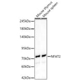 Western Blot - Anti-NFAT2 Antibody (A329671) - Antibodies.com