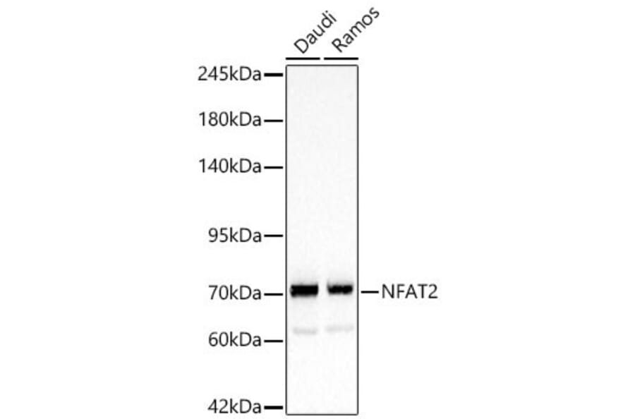 Western Blot - Anti-NFAT2 Antibody (A329671) - Antibodies.com
