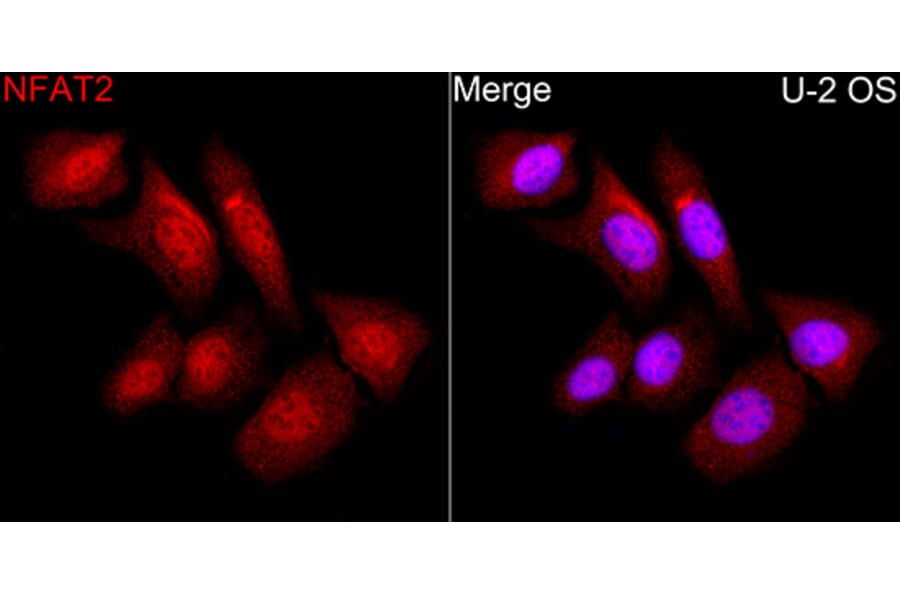 Immunofluorescence - Anti-NFAT2 Antibody (A329671) - Antibodies.com