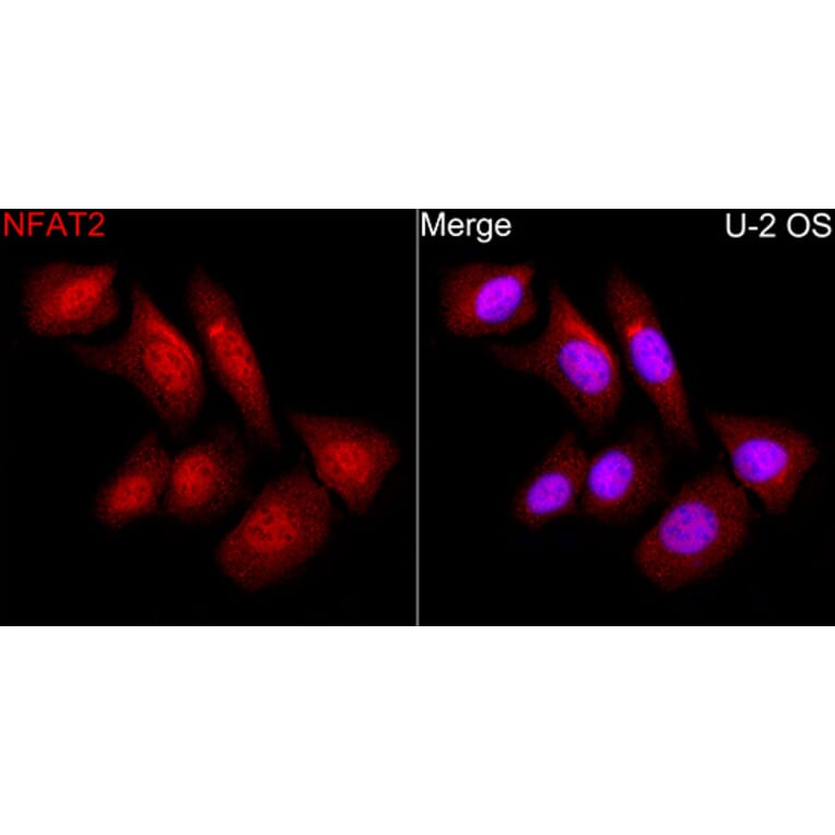 Immunofluorescence - Anti-NFAT2 Antibody (A329671) - Antibodies.com