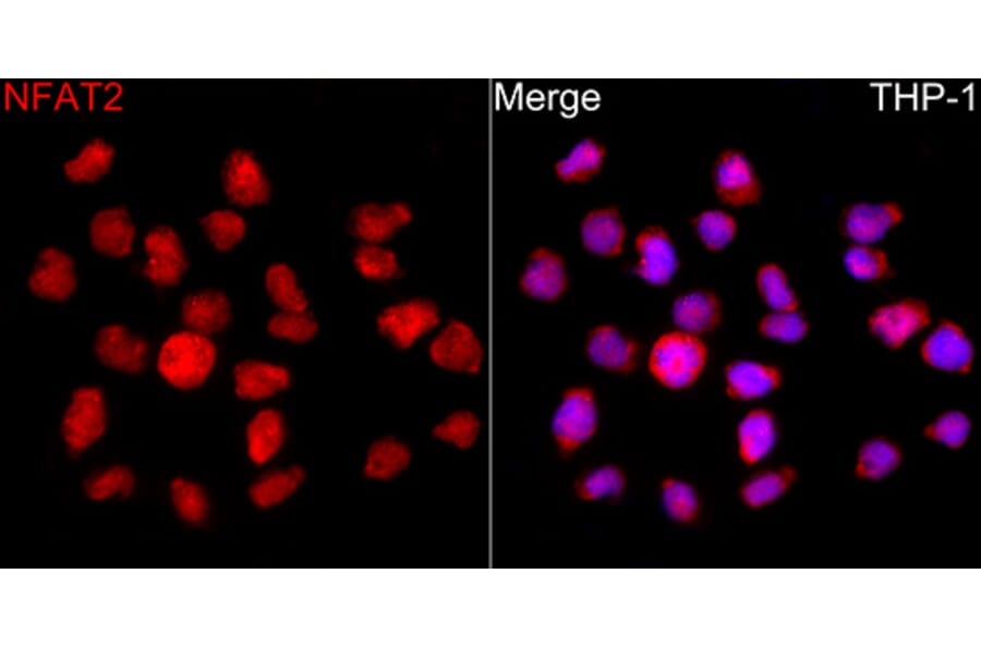 Immunofluorescence - Anti-NFAT2 Antibody (A329671) - Antibodies.com