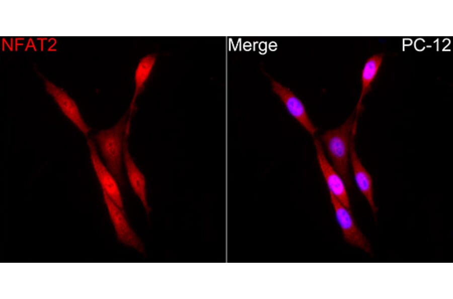 Immunofluorescence - Anti-NFAT2 Antibody (A329671) - Antibodies.com