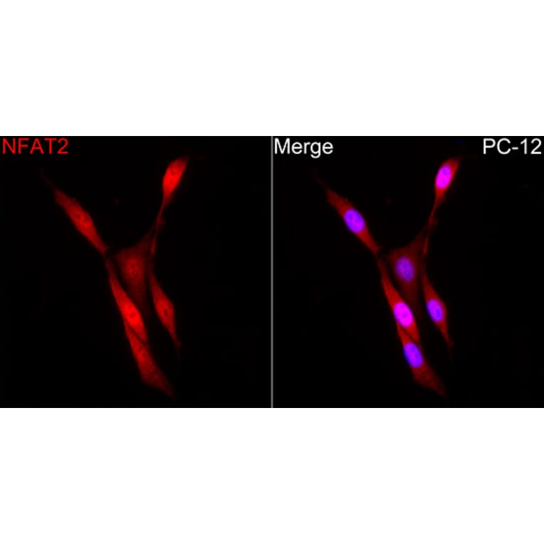 Immunofluorescence - Anti-NFAT2 Antibody (A329671) - Antibodies.com