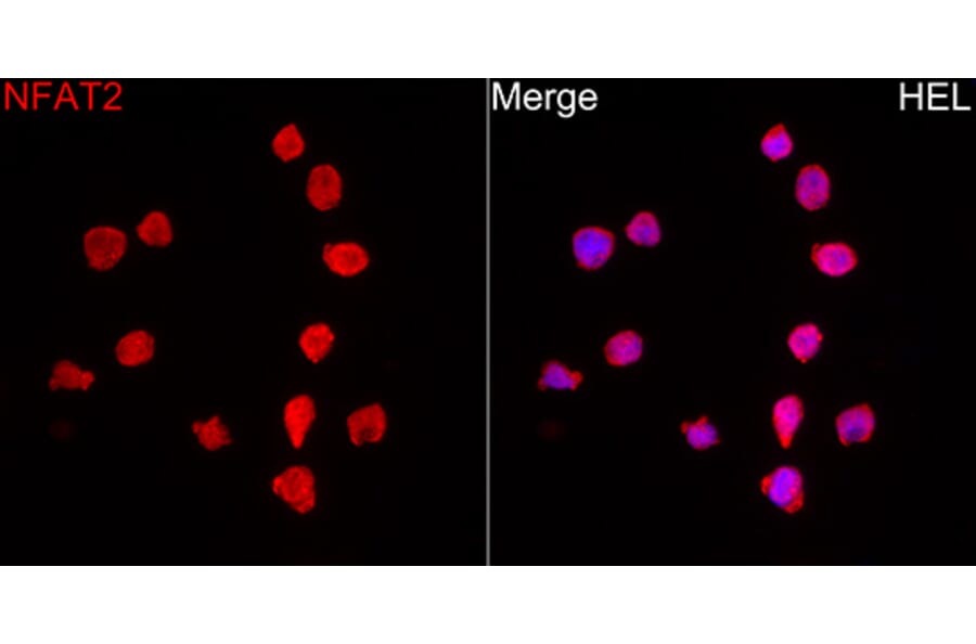Immunofluorescence - Anti-NFAT2 Antibody (A329671) - Antibodies.com