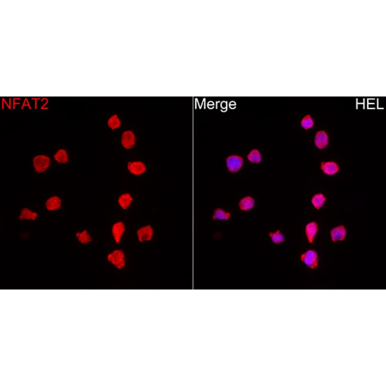 Immunofluorescence - Anti-NFAT2 Antibody (A329671) - Antibodies.com