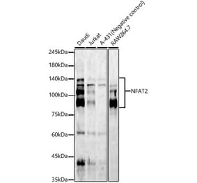 Western Blot - Anti-NFAT2 Antibody [ARC57041] (A329672) - Antibodies.com