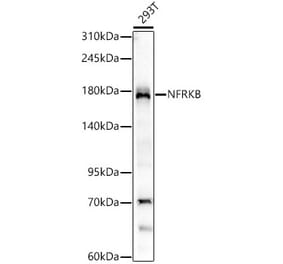 Western Blot - Anti-NFRKB Antibody [ARC62365] (A329675) - Antibodies.com