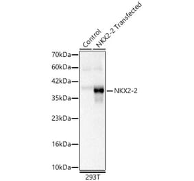 Western Blot - Anti-NKX2.2 Antibody (A329678) - Antibodies.com