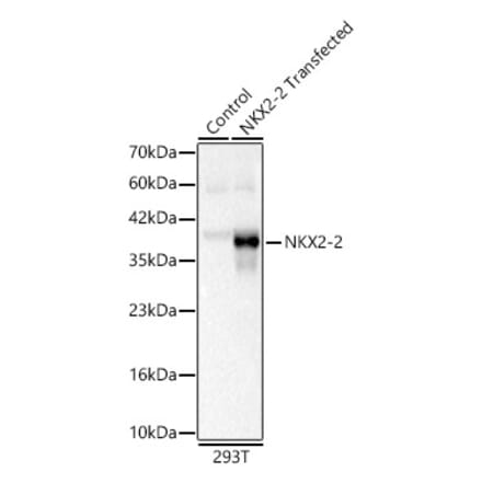 Western Blot - Anti-NKX2.2 Antibody (A329678) - Antibodies.com