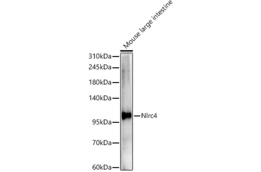 Western Blot - Anti-NLRC4 Antibody (A329679) - Antibodies.com