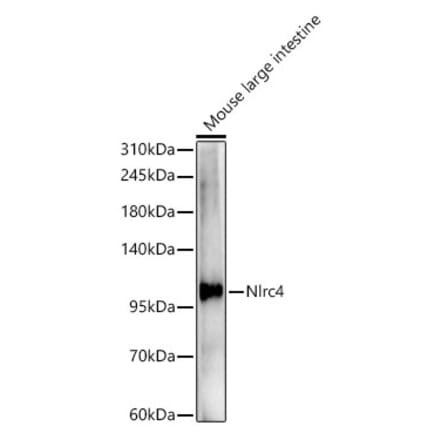 Western Blot - Anti-NLRC4 Antibody (A329679) - Antibodies.com