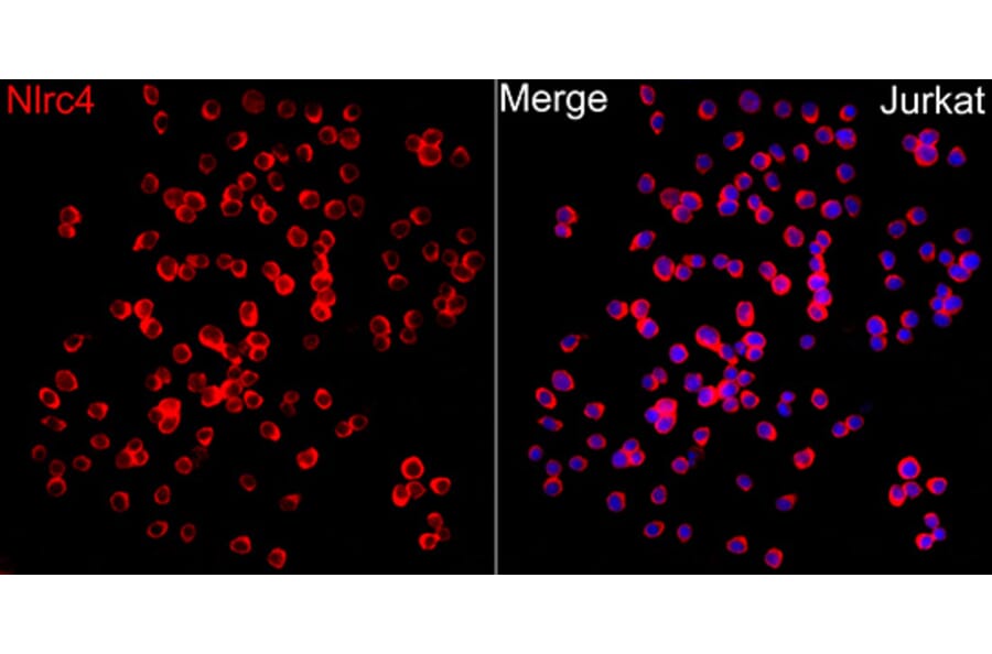 Immunofluorescence - Anti-NLRC4 Antibody (A329679) - Antibodies.com