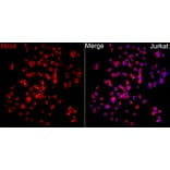 Immunofluorescence - Anti-NLRC4 Antibody (A329679) - Antibodies.com