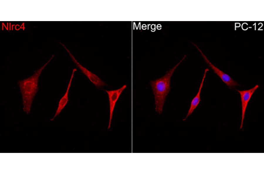 Immunofluorescence - Anti-NLRC4 Antibody (A329679) - Antibodies.com