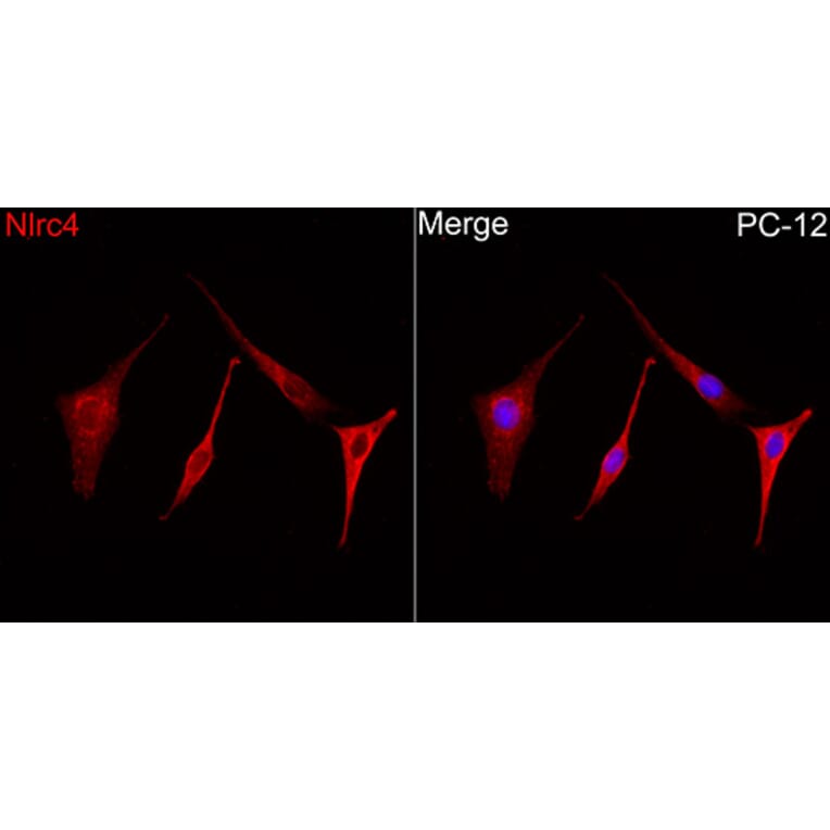Immunofluorescence - Anti-NLRC4 Antibody (A329679) - Antibodies.com