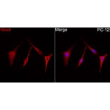 Immunofluorescence - Anti-NLRC4 Antibody (A329679) - Antibodies.com