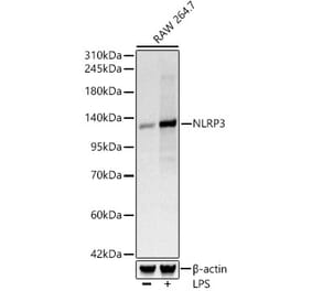 Western Blot - Anti-NLRP3 Antibody [ARC62768] (A329680) - Antibodies.com