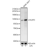 Western Blot - Anti-NLRP3 Antibody [ARC62768] (A329680) - Antibodies.com