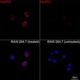 Immunofluorescence - Anti-NLRP3 Antibody [ARC62768] (A329680) - Antibodies.com
