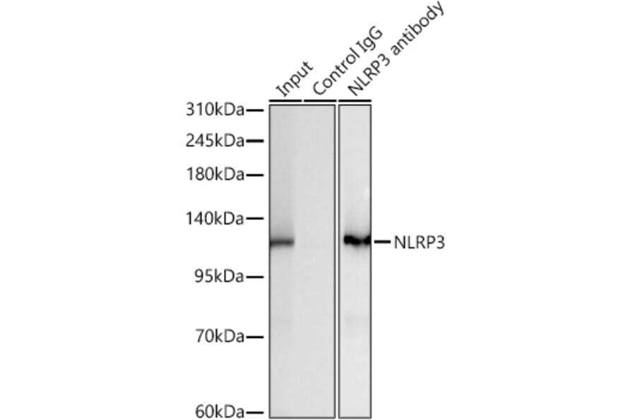 Western Blot - Anti-NLRP3 Antibody [ARC62768] (A329680) - Antibodies.com