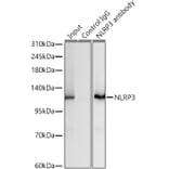 Western Blot - Anti-NLRP3 Antibody [ARC62768] (A329680) - Antibodies.com