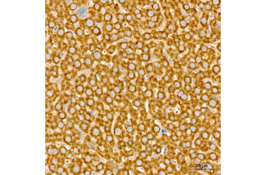 Immunohistochemistry - Anti-NME2 Antibody (A329681) - Antibodies.com